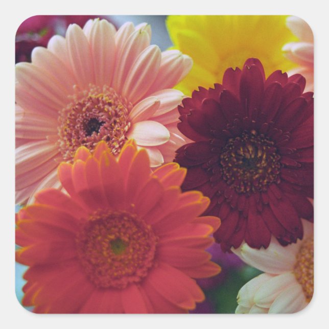 Gerbera Daisy Flowers Art Sticker Decals (Front)