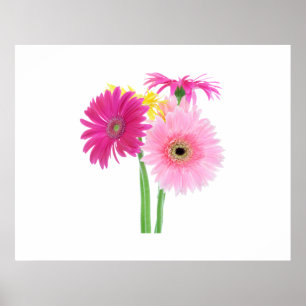 Gerbera Daisy Flowers Poster