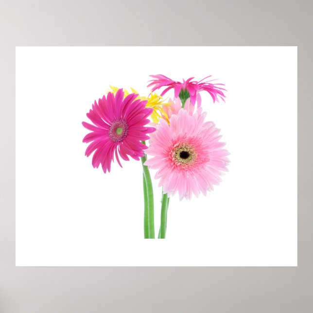 Gerbera Daisy Flowers Poster (Front)