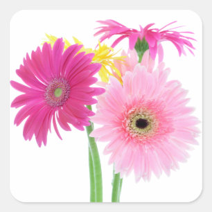Gerbera Daisy Flowers Square Sticker