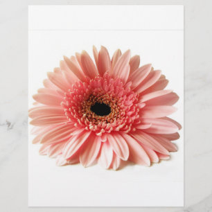 Gerbera Daisy Flyer