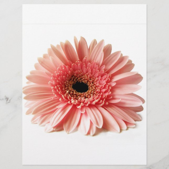 Gerbera Daisy Flyer (Front)