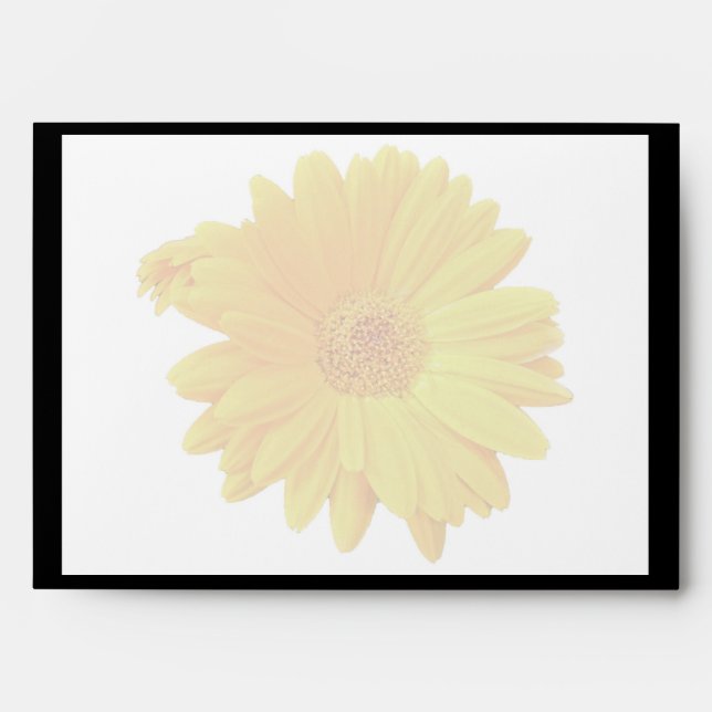 Gerbera Daisy (Gerbera hybrida) - Yellow Envelopes (Front)