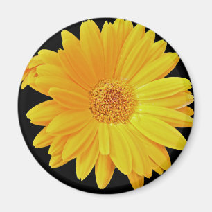 Gerbera Daisy (Gerbera hybrida) - Yellow Magnet