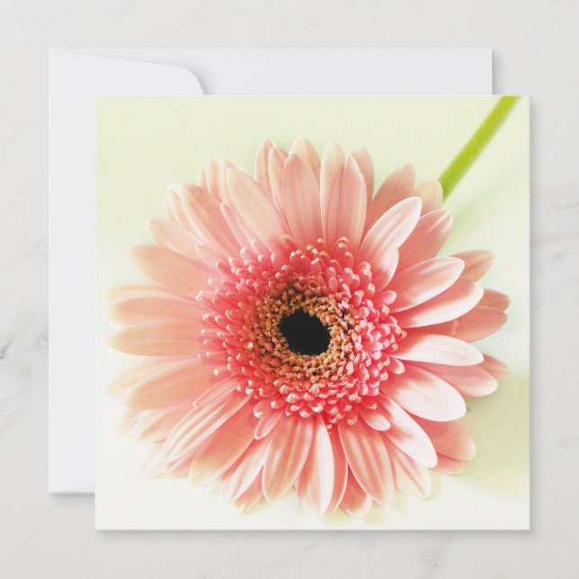 Gerbera Daisy Invitation (Front)