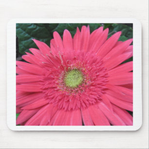 Gerbera Daisy Mouse Pad