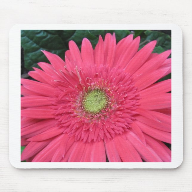 Gerbera Daisy Mouse Pad (Front)