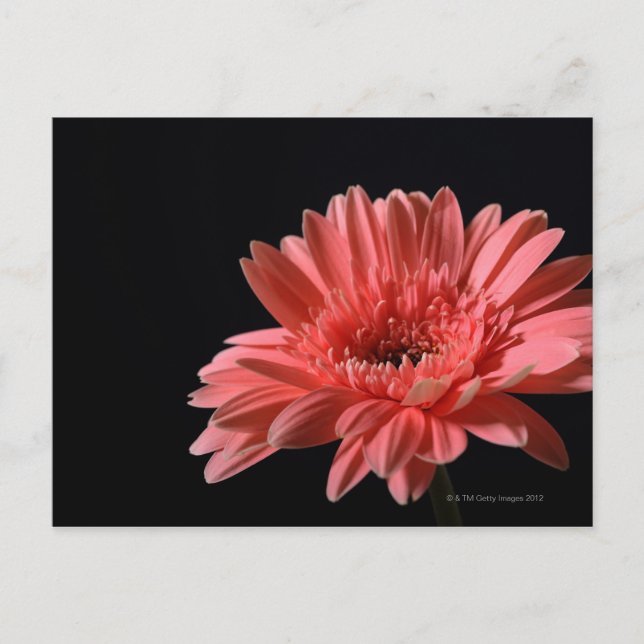 Gerbera daisy on black background 3 postcard (Front)