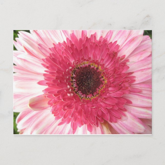 Gerbera Daisy Post Card (Front)