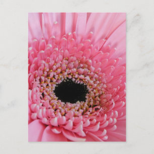 Gerbera Daisy Postcard