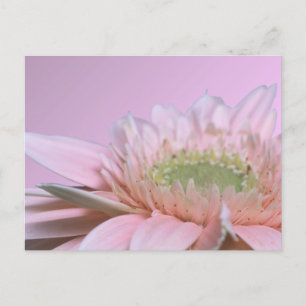 Gerbera Daisy Postcard