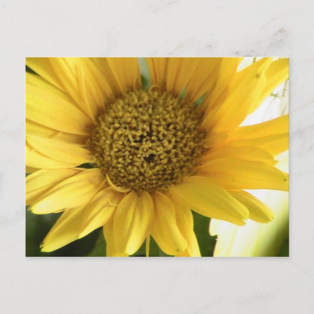 Gerbera Daisy Postcard (Front)