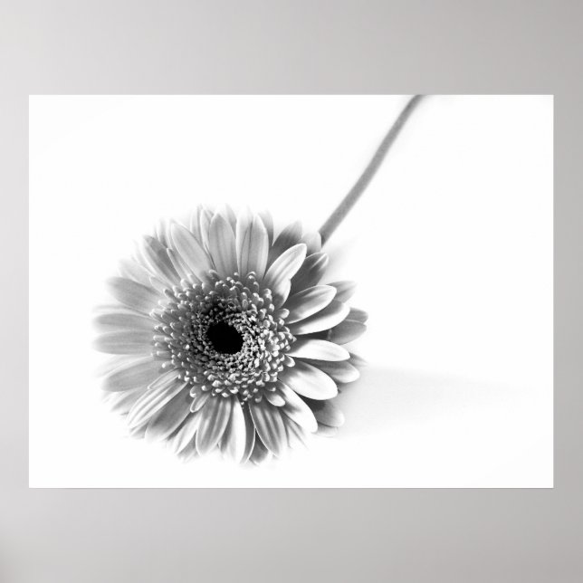 Gerbera Daisy Poster (Front)