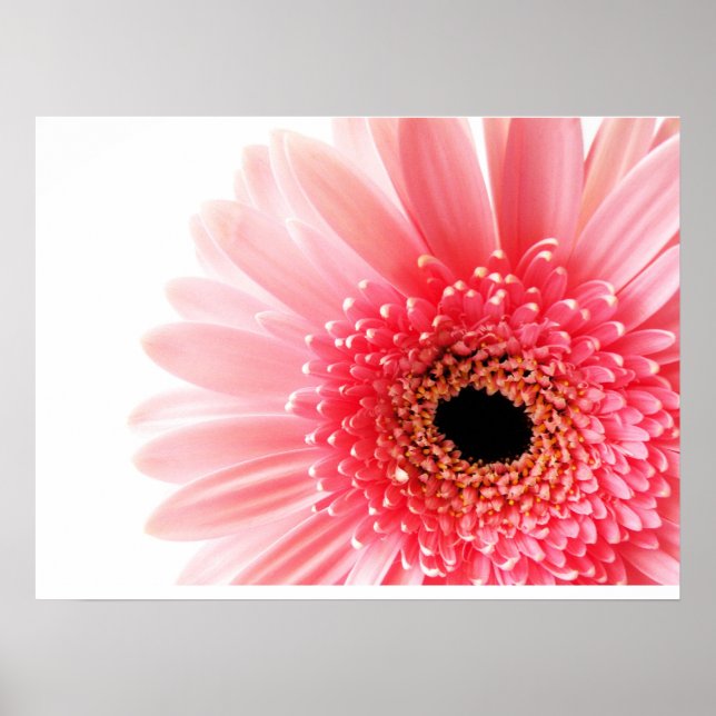 Gerbera Daisy Poster (Front)