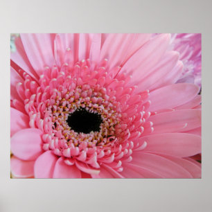 Gerbera Daisy Poster