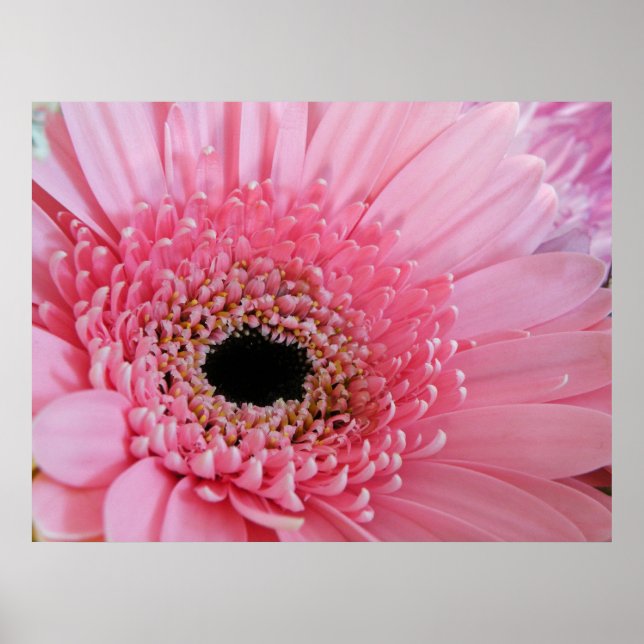Gerbera Daisy Poster (Front)