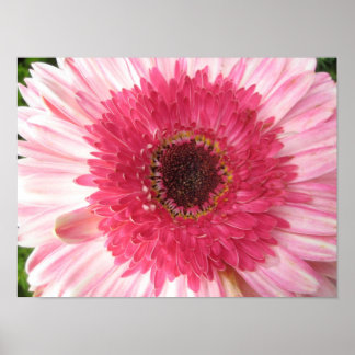 Gerbera Daisy Poster