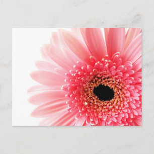 Gerbera Daisy Poster Holiday Postcard