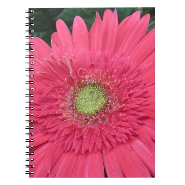 Gerbera Daisy Spiral Notebook (Front)