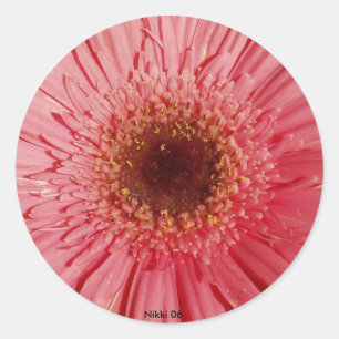 Gerbera Daisy Sticker