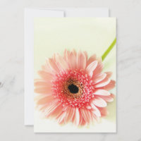 Gerbera Daisy 