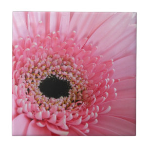 Gerbera Daisy Tile