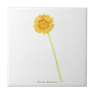 Gerbera daisy  tile