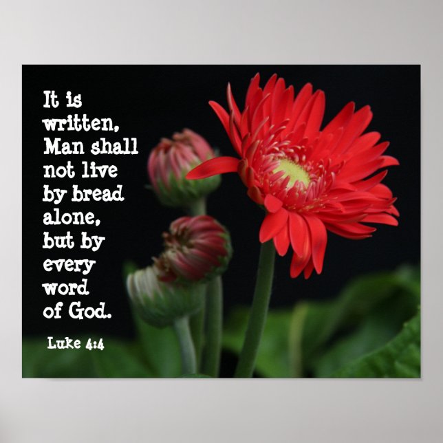 Gerbera Daisy w/ Scripture Verse (Luke 4:4) Poster (Front)