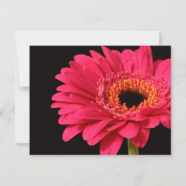 Gerbera in pink (Front)