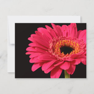 Gerbera in pink