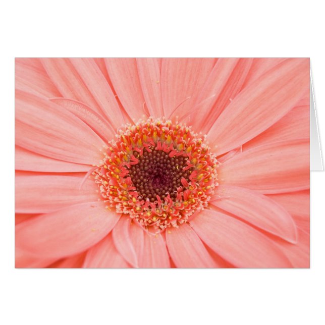 Gerbera Pink (Front Horizontal)