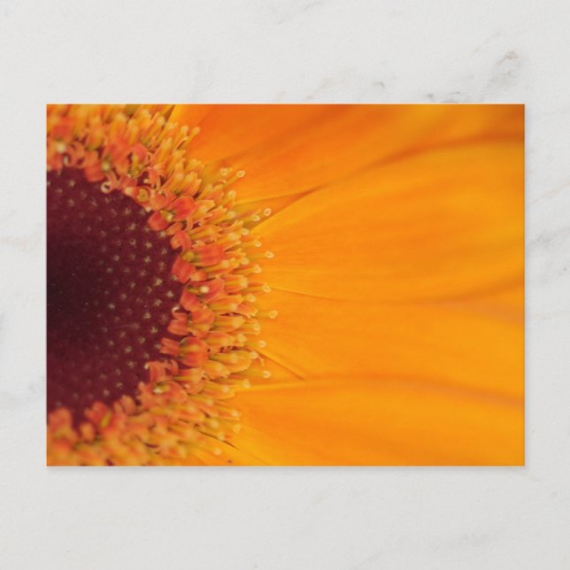 Gerbera Postcard (Front)