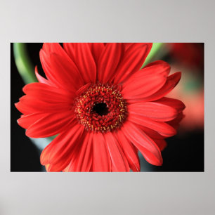 Gerbera Poster
