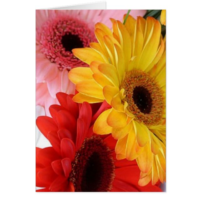 gerberas galore (Front)