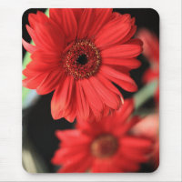 Gerberas