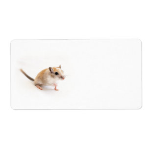 Gerbil Cute Baby Animal Pet Gerbils Template
