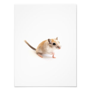 Gerbil Cute Baby Animal Pet Gerbils Template Photo Print