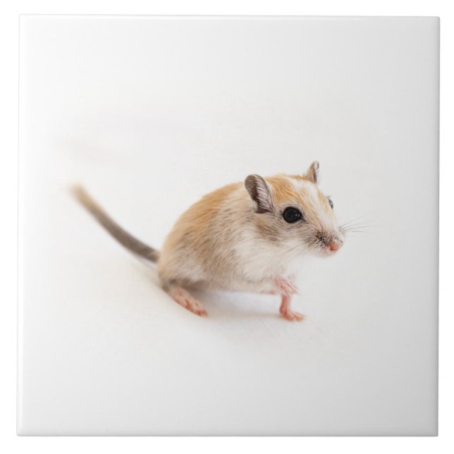Gerbil Cute Baby Animal Pet Gerbils Template Tile (Front)