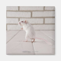 Gerbil standing
