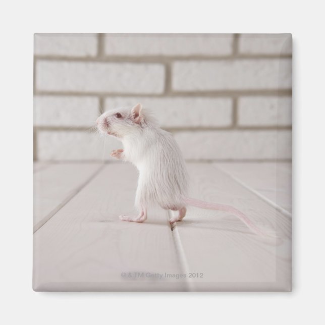 Gerbil standing magnet (Front)