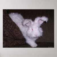GERMAN ANGORA RABBIT