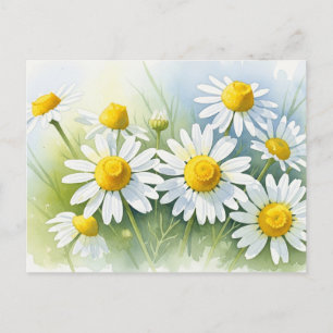 German Chamomile in Bloom Holiday Postcard