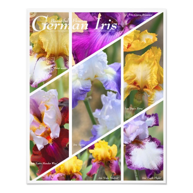 German Iris [Photo Print] フォトプリント  Photo Print (Front)