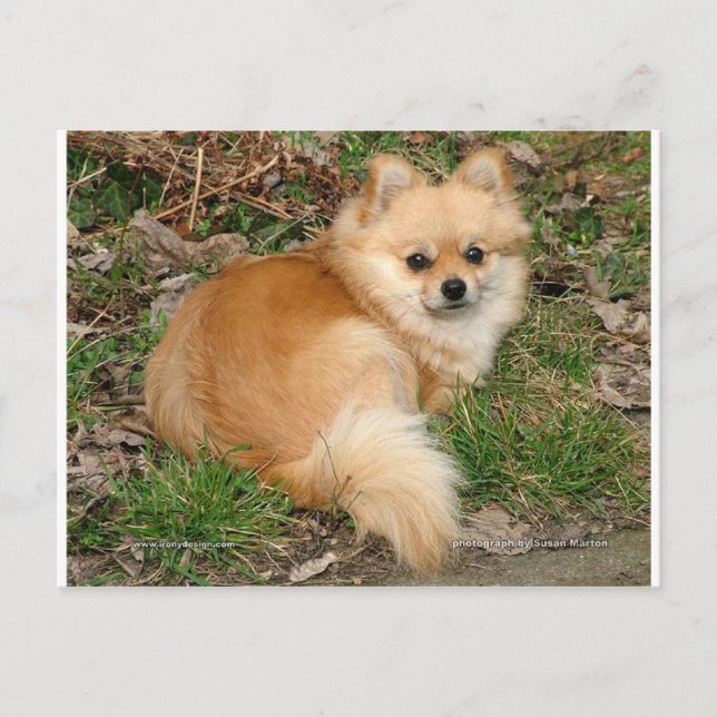 German Kleinspitz Dog Postcard (Front)