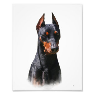 German Pinscher Photo Print