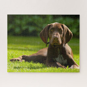 German Pointer Dog. Jigsaw Puzzle