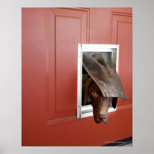 German pointer looking outside, through doggie poster
