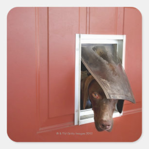 German pointer looking outside, through doggie square sticker