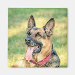 German Shepard Magnet