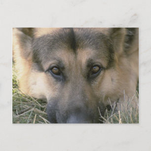 German Shepard Postcard